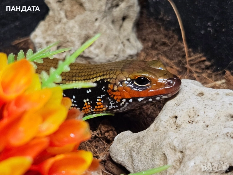 Oгнен Сцинк Двойка, снимка 1