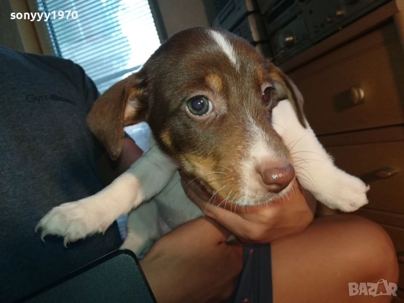 МОМИЧЕНЦЕ-ДЖАК РЪСЕЛ НА 40 ДЕНА 2809252012, снимка 1