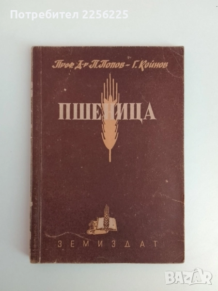 Пшеница, снимка 1