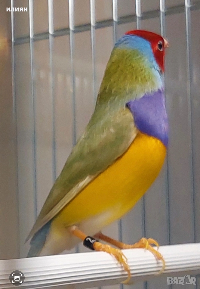 Гулдова амадина, снимка 1