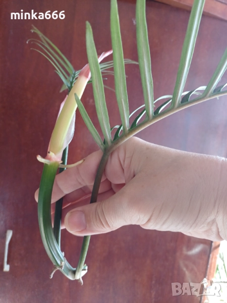 Резник филодендрон тортум, снимка 1