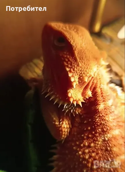 брадата  агама, снимка 1