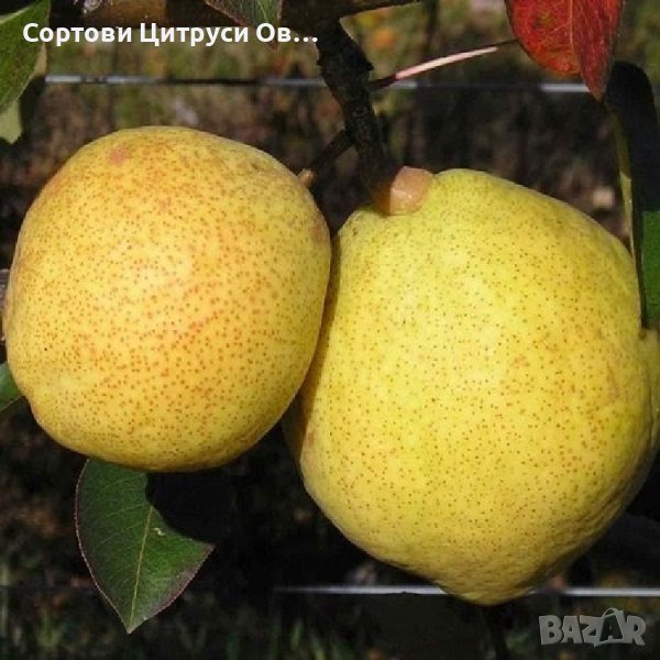 Круша Маргарита Марилат Marguerite Marillat, снимка 1