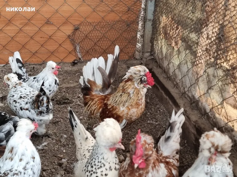 продавам яйца от бреговска джинка, снимка 1