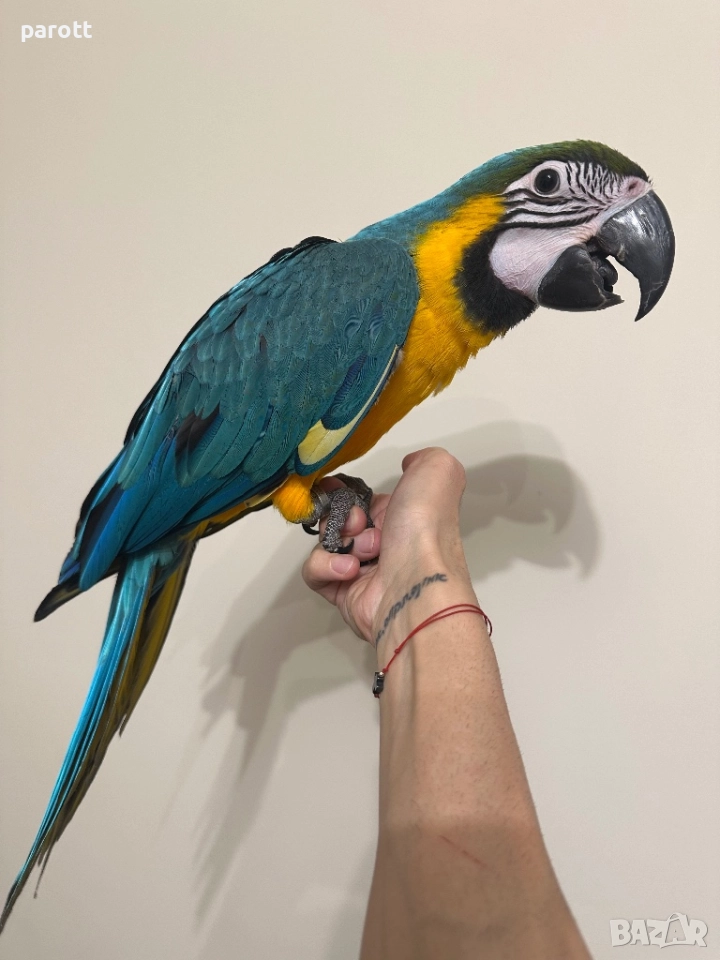 Ръчно хранена Синьо-жълта Ара, снимка 1