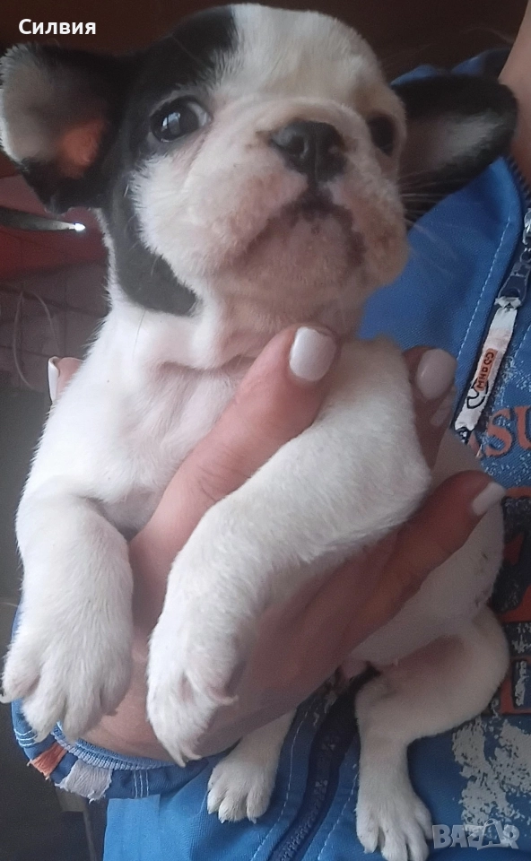 предлагам женски френски булдочита, снимка 1