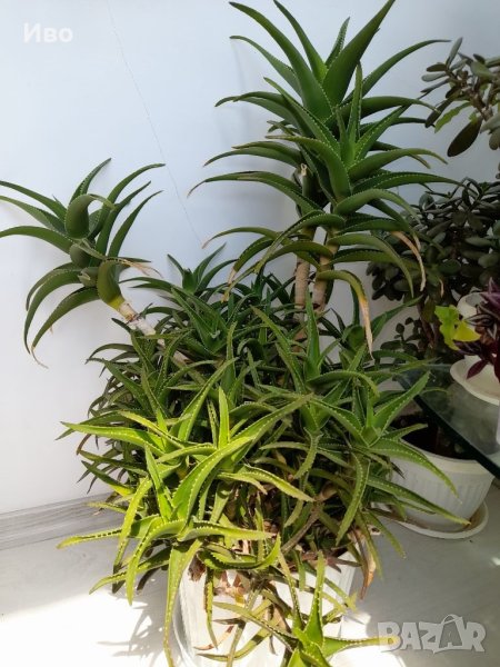 Алое вера – растения различни големини!, снимка 1