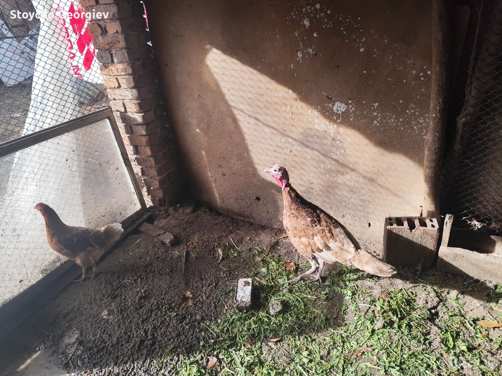 Пуйка за дамъзлък, снимка 1