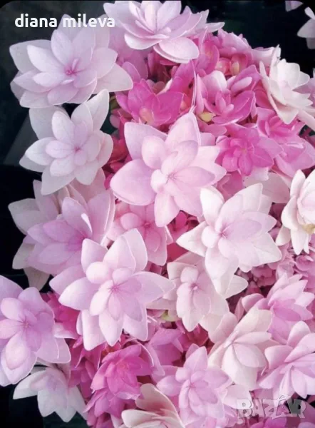Хортензия Романс за сянка, Hydrangea macrophylla Romance, снимка 1