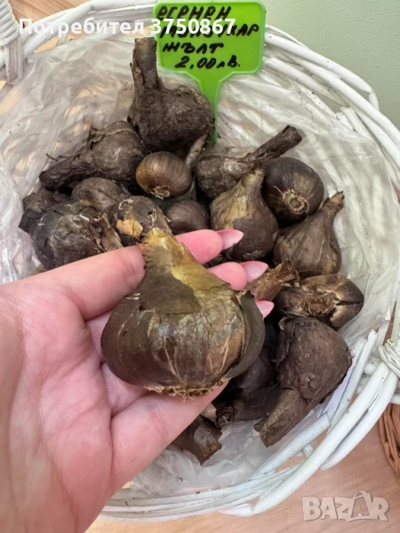 🌼🌿💞 Жълт минзухар (есенно цъфтящ) – луковици, снимка 1