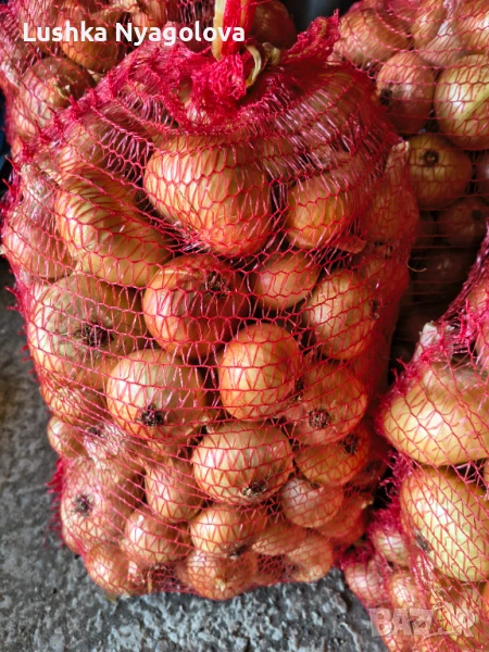 Лук, снимка 1