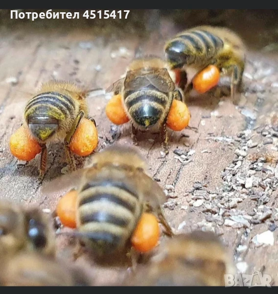 Пчелни майки и отводки, снимка 1