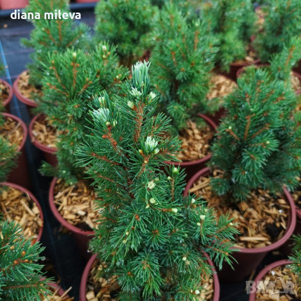 Канадски Смърч, Picea glauca Sanders Blue, снимка 1