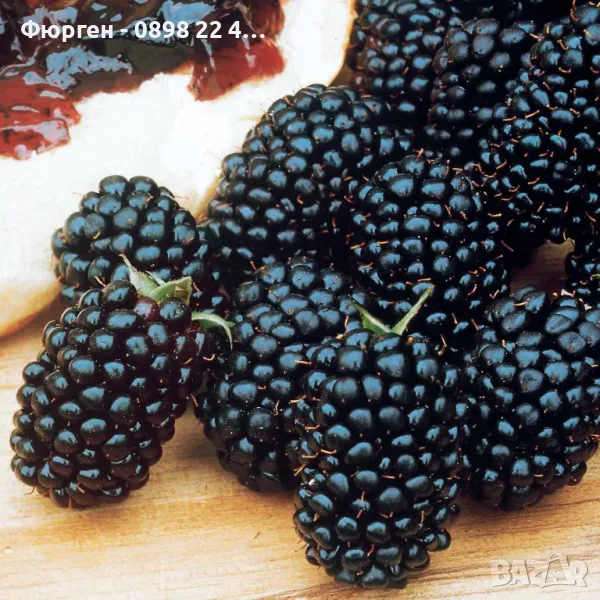 Гиганска Къпина без бодли- Дирксен, 'Mora Dirksen', снимка 1