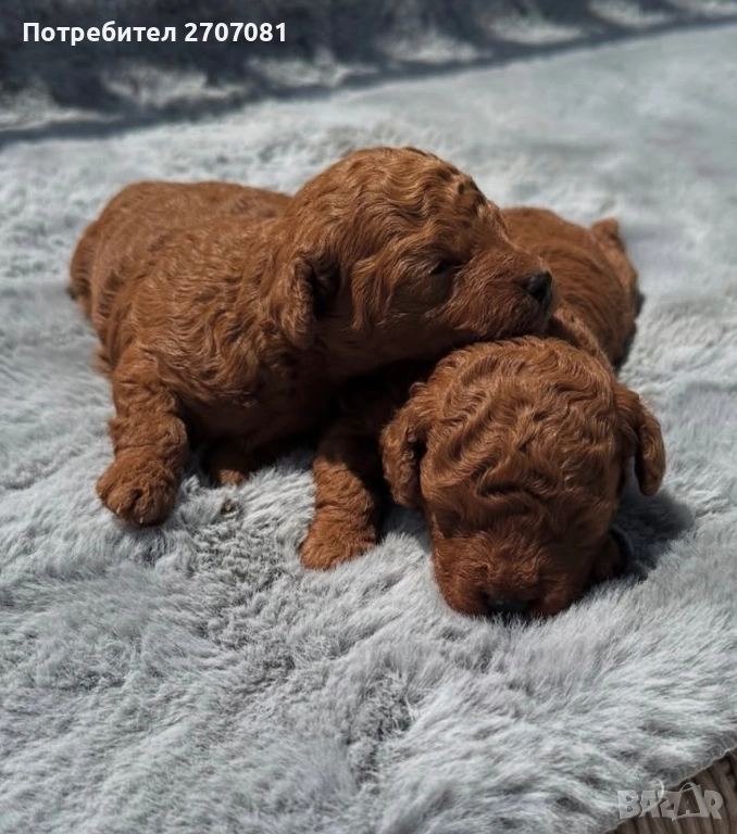 Мини пудел, снимка 1