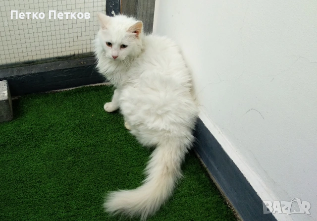 Подарявам бяло коте, снимка 5 - Други - 53061393