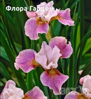 КЛЕМАТИС, БОЖУР - Коренища- ПРЕДВАРИТЕЛНИ ПОРЪЧКИ, снимка 16 - Градински цветя и растения - 53650447