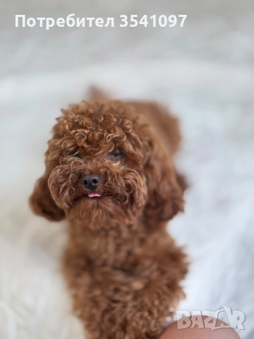 Пудел разплод ! , снимка 2 - Пудели - 51861310