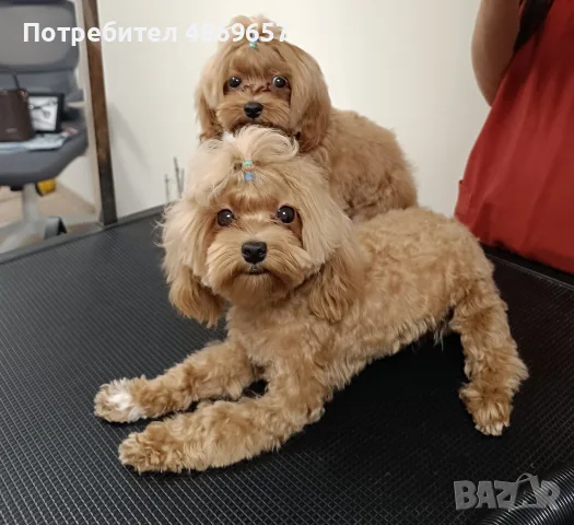 Малтипу момче Teacup / Maltipoo F1 / пудел Teddy mini тъкап, снимка 4 - Пудели - 55077818
