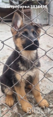 Чистокръвни немски овчарки, снимка 3 - Немска овчарка - 52933564