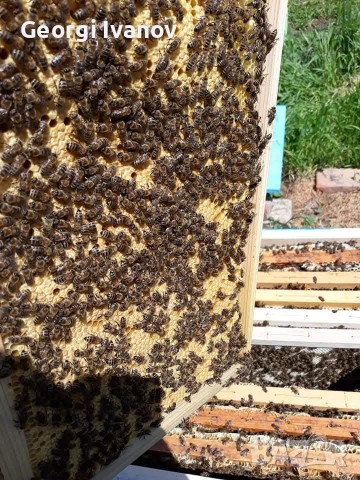 Пчелни отводки,рояци и пити с пило 