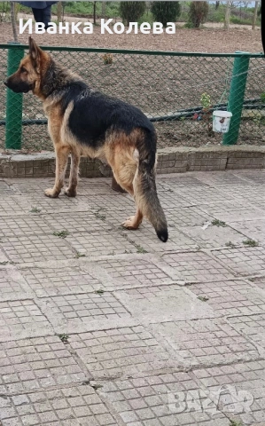 Продавам немски овчарки на 45 дена, снимка 6 - Немска овчарка - 53771415