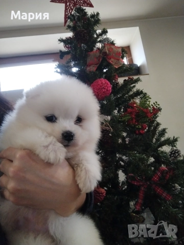 Прекрасно женско самоедче