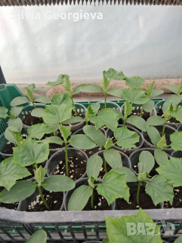 Разсад краставици