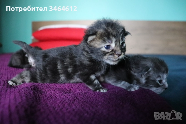 Мейн куун, снимка 17 - Мейн кун - 52592928