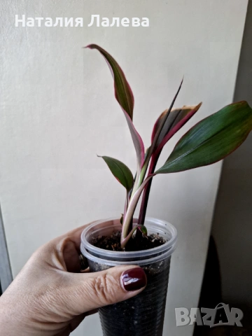 Кордилине, Cordyline, снимка 2 - Стайни растения - 53412063