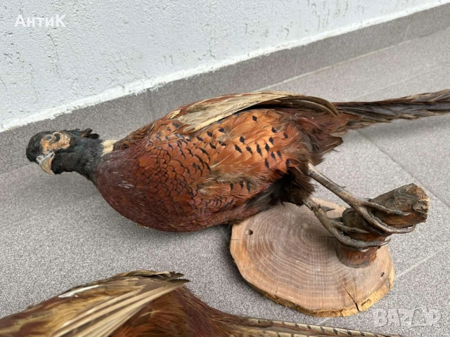 Препариран Фазан Фазани, снимка 3 - Други ценни предмети - 51683019