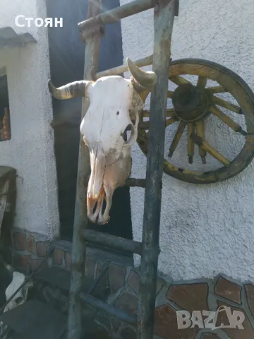 Череп на крава за украса на битови кътчета , снимка 2 - Други - 49973300