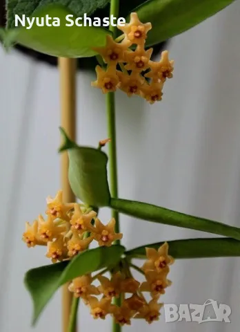 Hoya pandurata Tsiang Silver, снимка 1