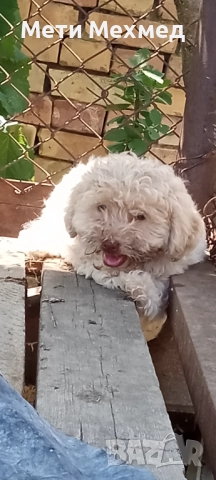 лагото, снимка 12 - Други - 51213827