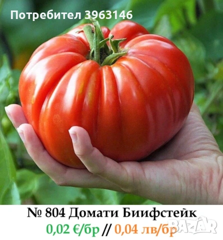 Семена за Стотинки, снимка 4 - Сортови семена и луковици - 52838410