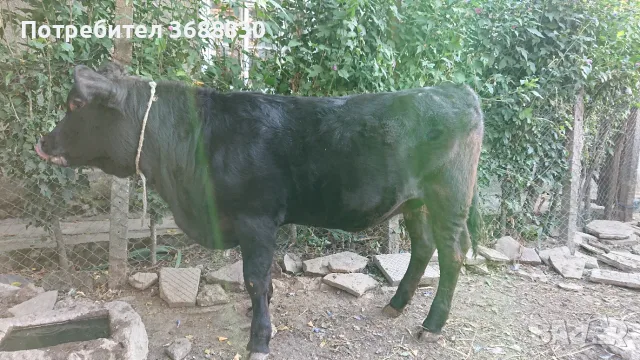 Женско теле за продан, снимка 2 - Крави - 56349710