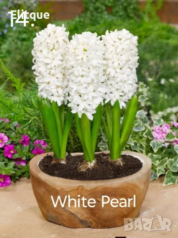 зюмбюл , снимка 5 - Градински цветя и растения - 53265198