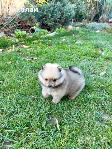 Померан мини момче. Померанче, снимка 3 - Померан - 52730100