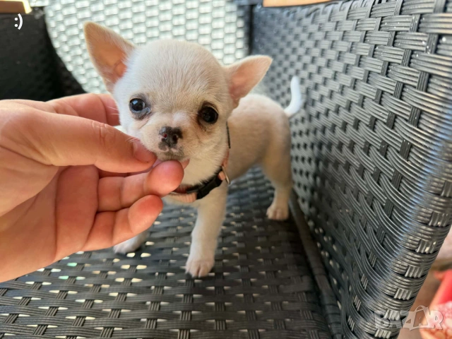 Чихуахуа Актуално от 16.3.2026, снимка 3 - Чихуахуа - 53855081