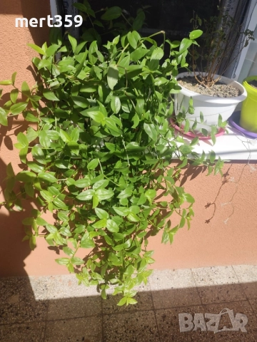 Традесканция Флуминенсис Ауреа - невероятна бързорастяща зелена лиана, снимка 2 - Градински цветя и растения - 51947046