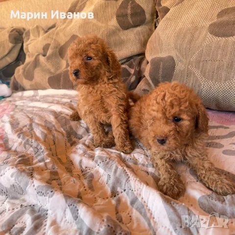 Мини пуделчета, момче и момиче!