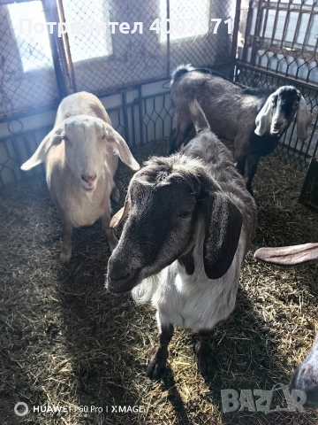 Англонубийски кози и пръч, снимка 11 - Кози - 52928138