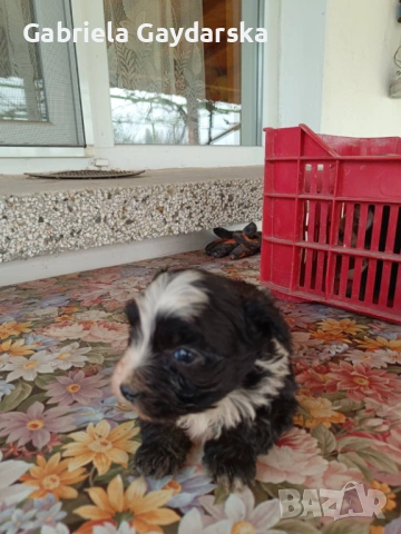 Подарявам две малки кученца – момченце и момиченце, снимка 2 - Други - 53592335