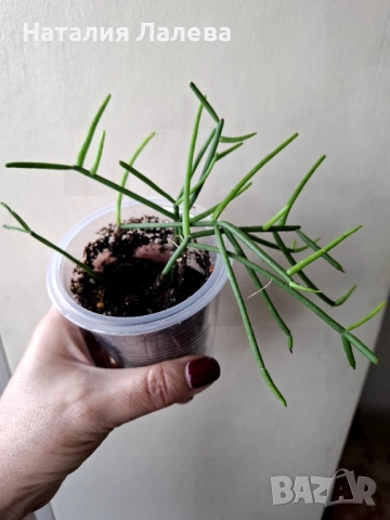 Рипсалис, rhipsalis grandiflora, снимка 4 - Стайни растения - 53409243