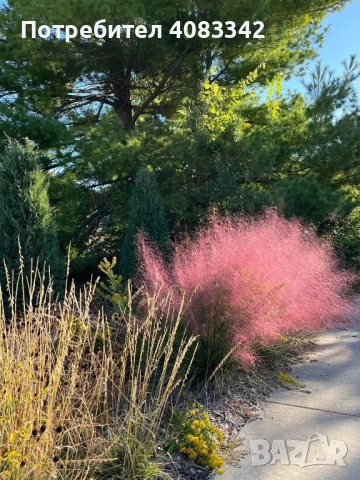 Мюленбергия, снимка 2 - Градински цветя и растения - 52353556