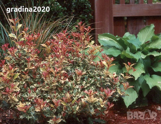 Османтус (Osmanthus purpureus), снимка 2 - Разсади - 53102836