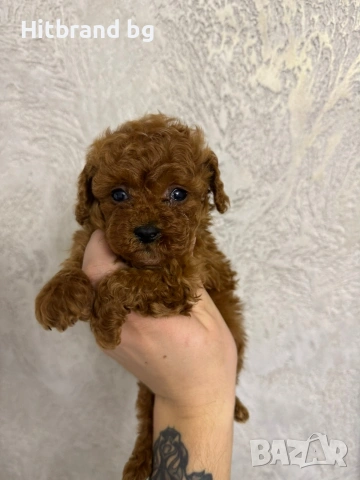 Пудел Teacup , снимка 2 - Пудели - 53090700