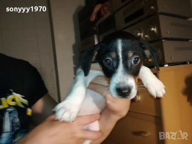 ЖЕНСКО КУТРЕ ДЖАК РЪСЕЛ 1310250645