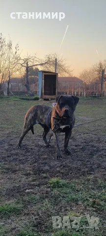 Преса Канарио , снимка 1