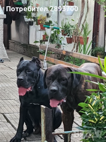 Черни КАНЕ КОРСО с ПАСПОРТ и ВАКСИНА, снимка 3 - Кане корсо - 52628179